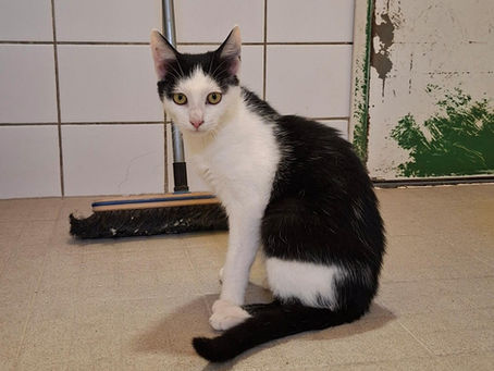 Loki hat Interessenten