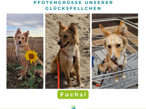 Fuchsi