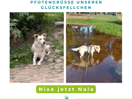 Nixe jetzt Nala