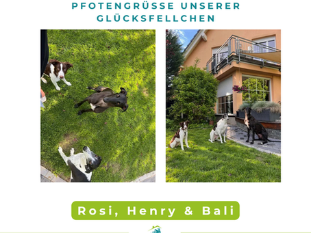 Rosi, Henry & Bali