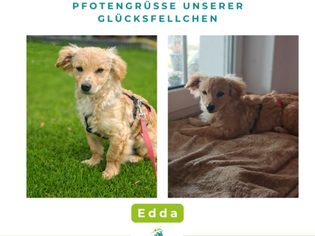 Edda