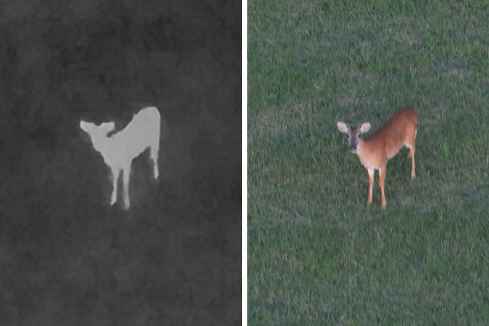 Split screen comparison of thermal drone image versus regular visible camera showing a young deer on a North Texas property