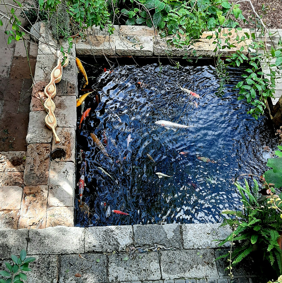 Thumbnail: Coral Tree seed pod