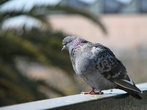 ベランダにハトが来て困ってます…