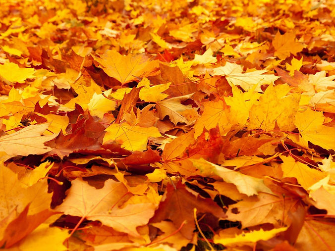 autumn-84714_1920.jpg