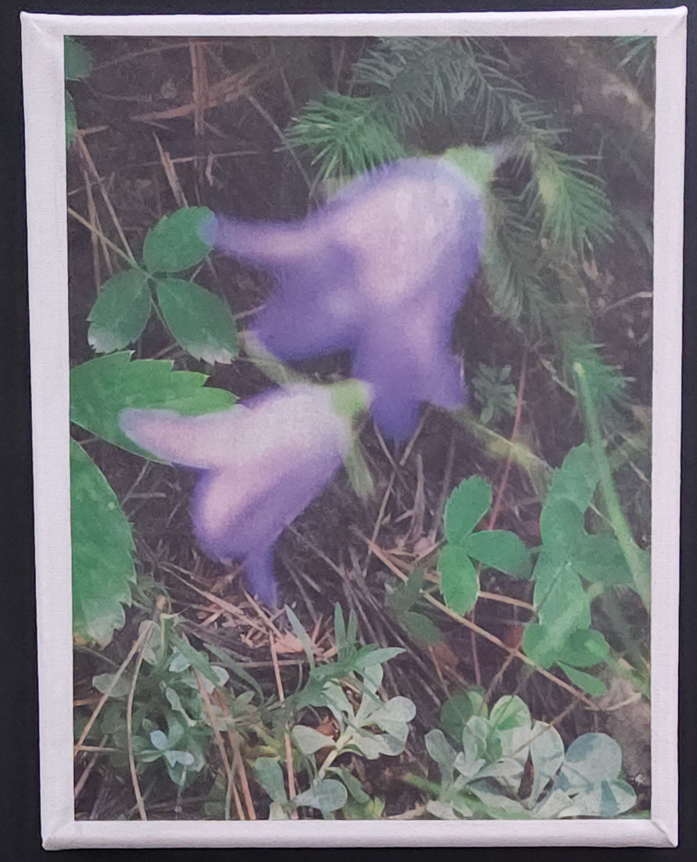 Wildflower Beauty Canvas 