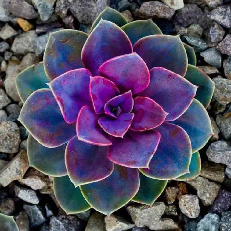02-Succulent-227.jpg