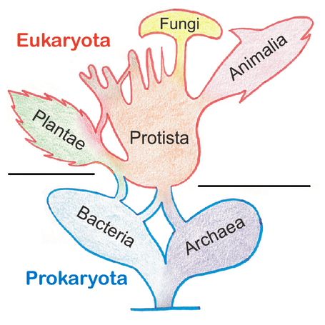 The Main Classifications of Life: Taxonomy, Systematics, Phylogeny