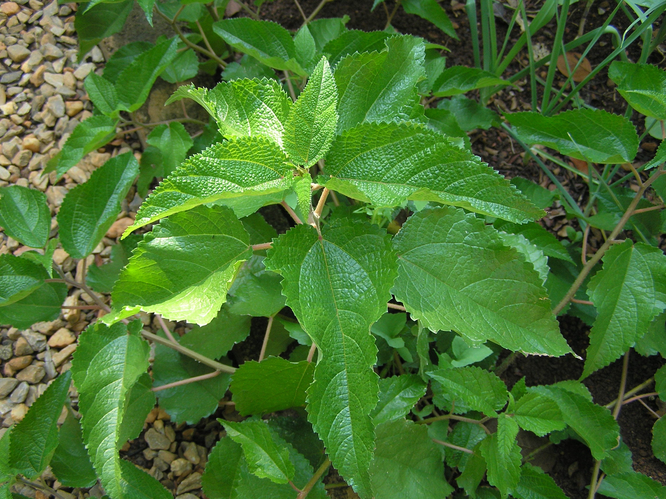 Cansação