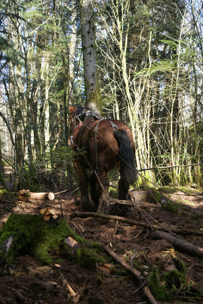 Albion de Gibeck a été sollicité en Normandie