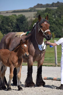 Concours National Vittel 2019 en force pour la maison BRODIER!