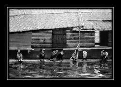 Les cormorans du pêcheur