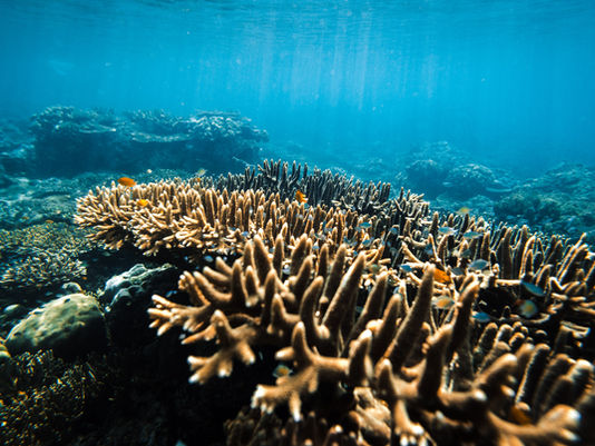 Conservation and Sustainability