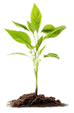 Suriga Fertilizers