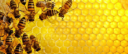 Honey-Bees-Sweden-1600x1200-HD-Wallpaper.jpg
