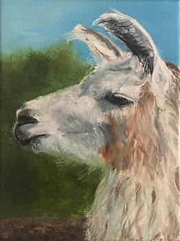 JLB1_Llama, One Year.jpeg