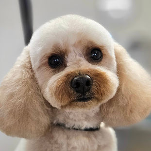 10 Years of Professional Grooming