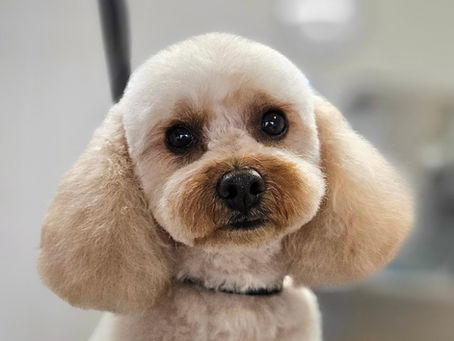 10 Years of Professional Grooming