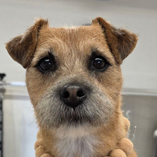 Essential Grooming for Happy Dogs