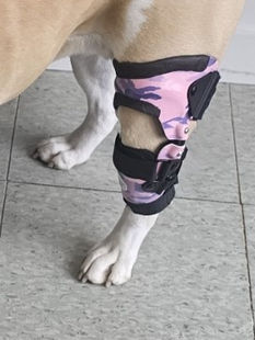 Orthèses pour chien, Ortho Animo, Dog braces, Quebec, Atelles, Supports, Prothèses