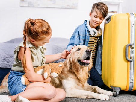Volá con tus mascotas en Flybondi