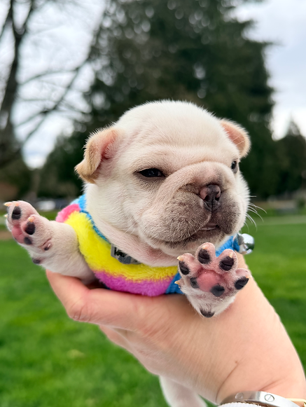 puppies.company.jpeg
