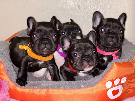 Frenchie puppies.jpg
