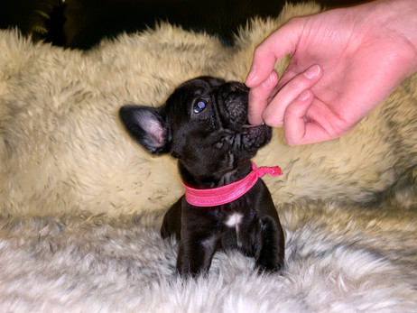 cute French bulldog.jpg