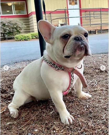 Platinum Isabella color Frenchie.jpg