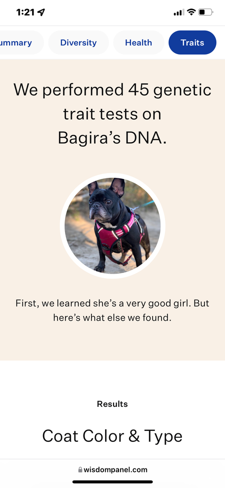 frenchies puppies from reputable breeder.png