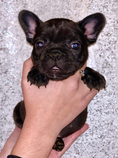 dog for sale.jpg