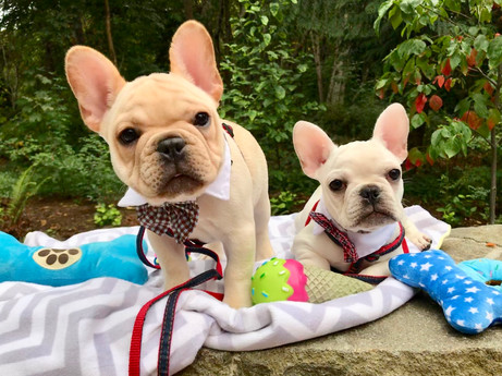 Luxury_Frenchie_for_sale.JPG