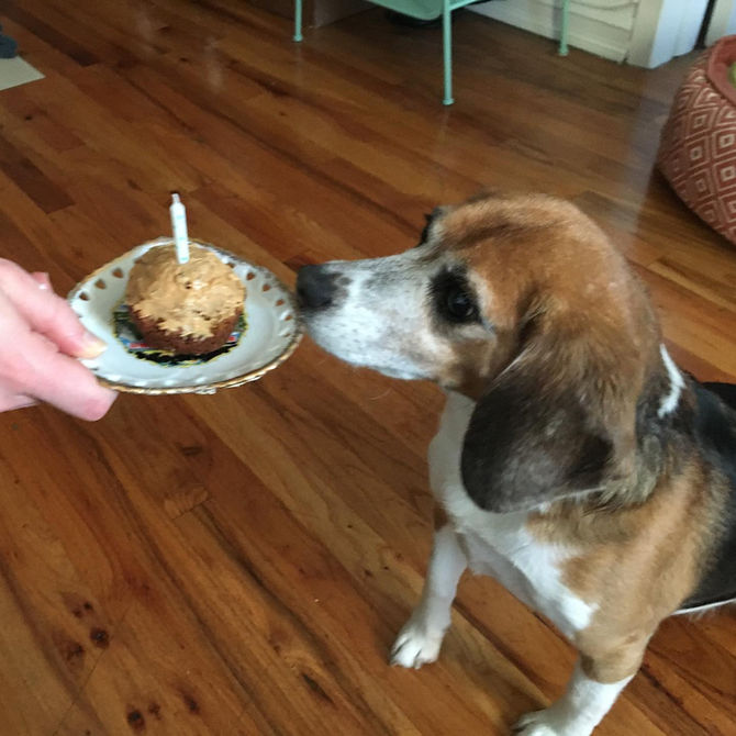 Birthday boy Alfie spoiled rotten with homemade pupcakes, sunny naps, and a #mashedpotatotime dedica