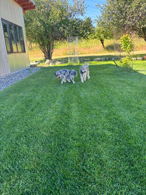 Sunflower Resort is pet-friendly, welcoming your dogs to join you for a memorable vacation experience.