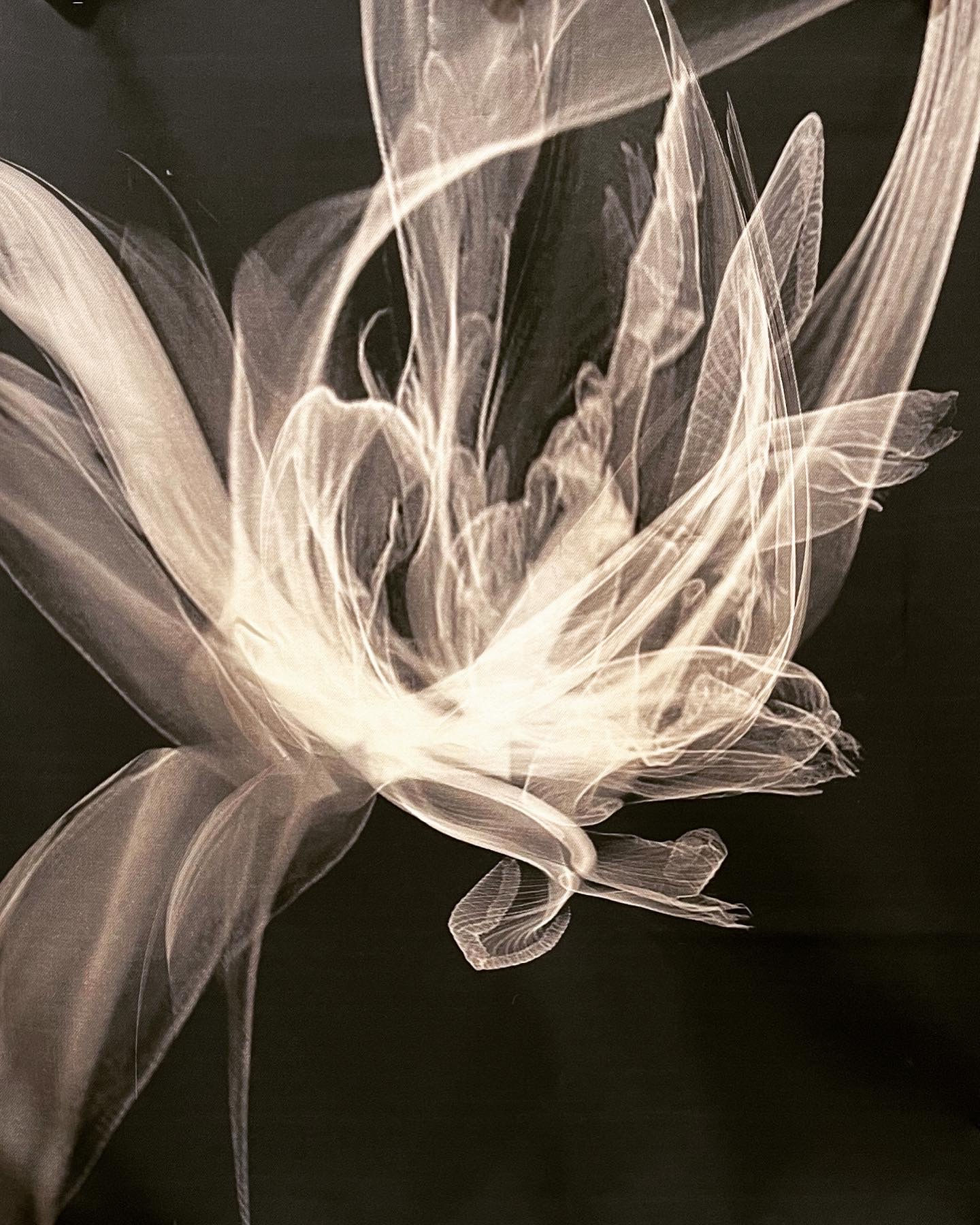 Bed runner cover/printed lily flower/black