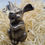 Miniaturbild: Miniatur / Hase