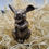 Miniaturbild: Miniatur / Hase