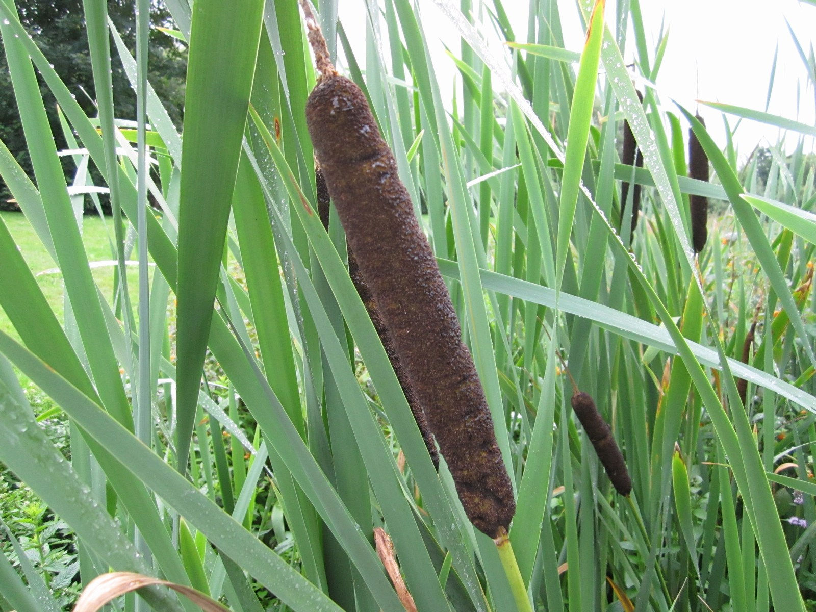 "Bulrush" Typha latifolia 