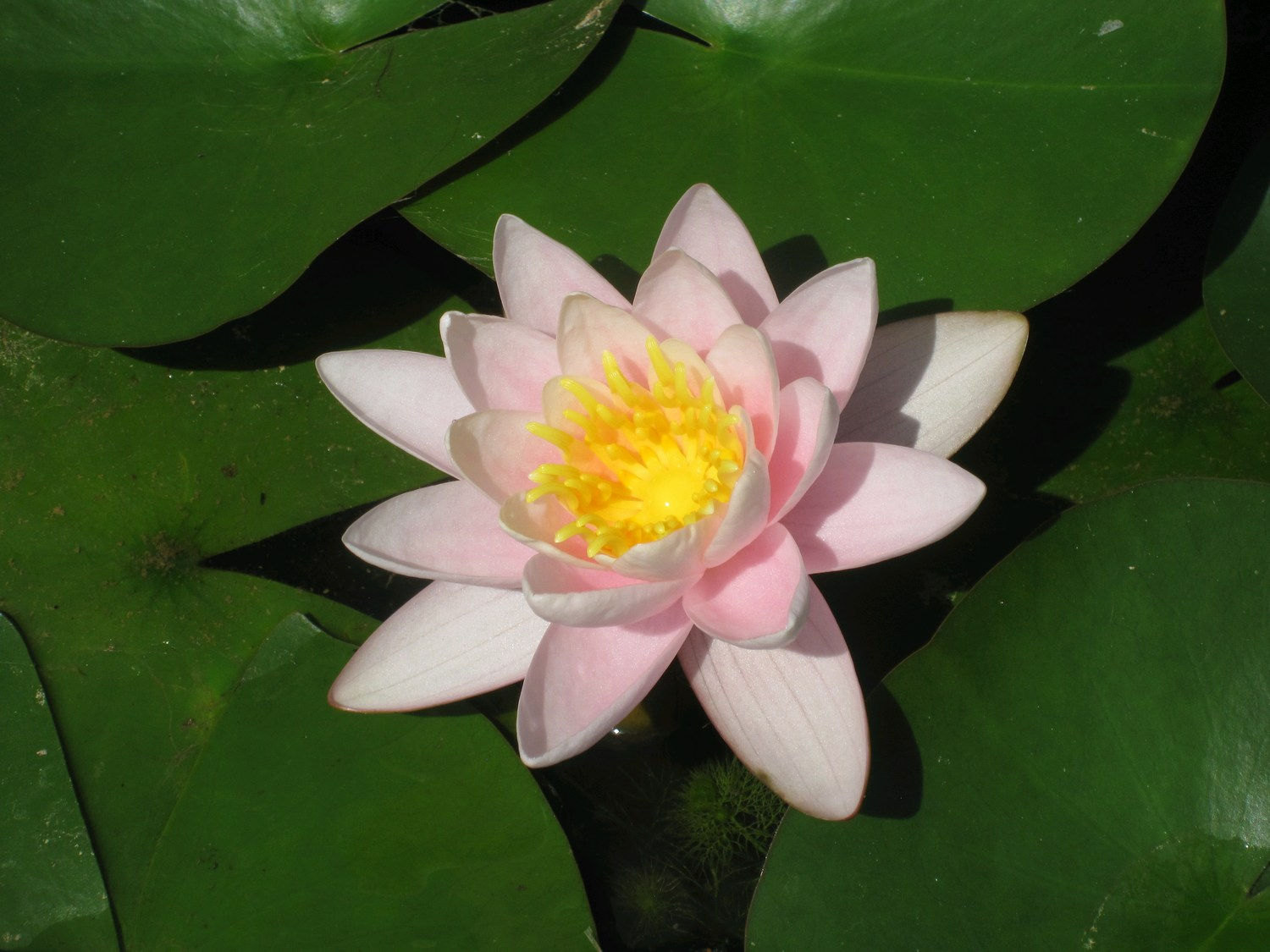 N. Marliacea Carnea 