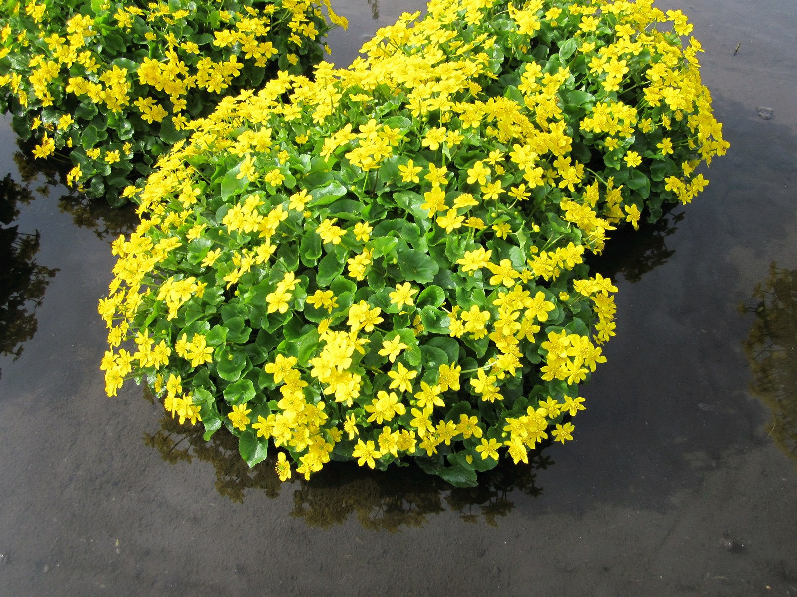 "Marsh Marigold" Caltha palustris 