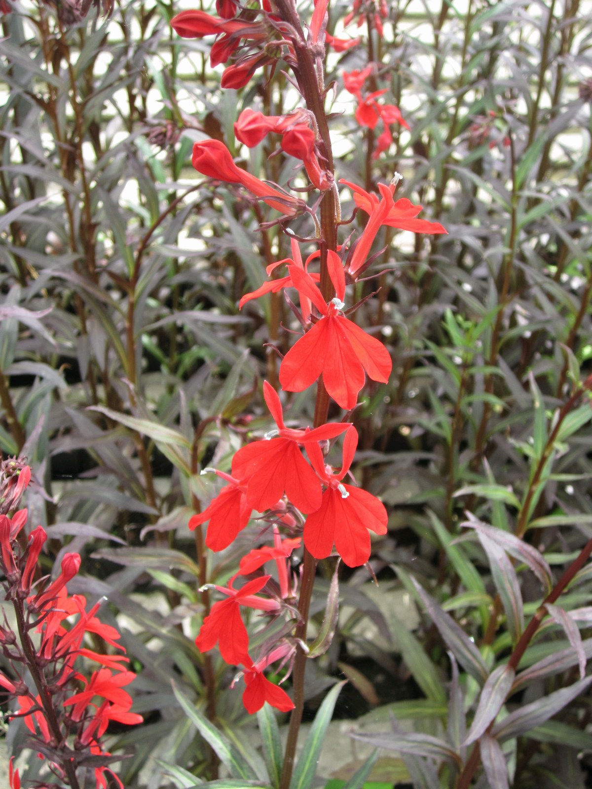 Lobelia fulgens 'Queen Victoria' 