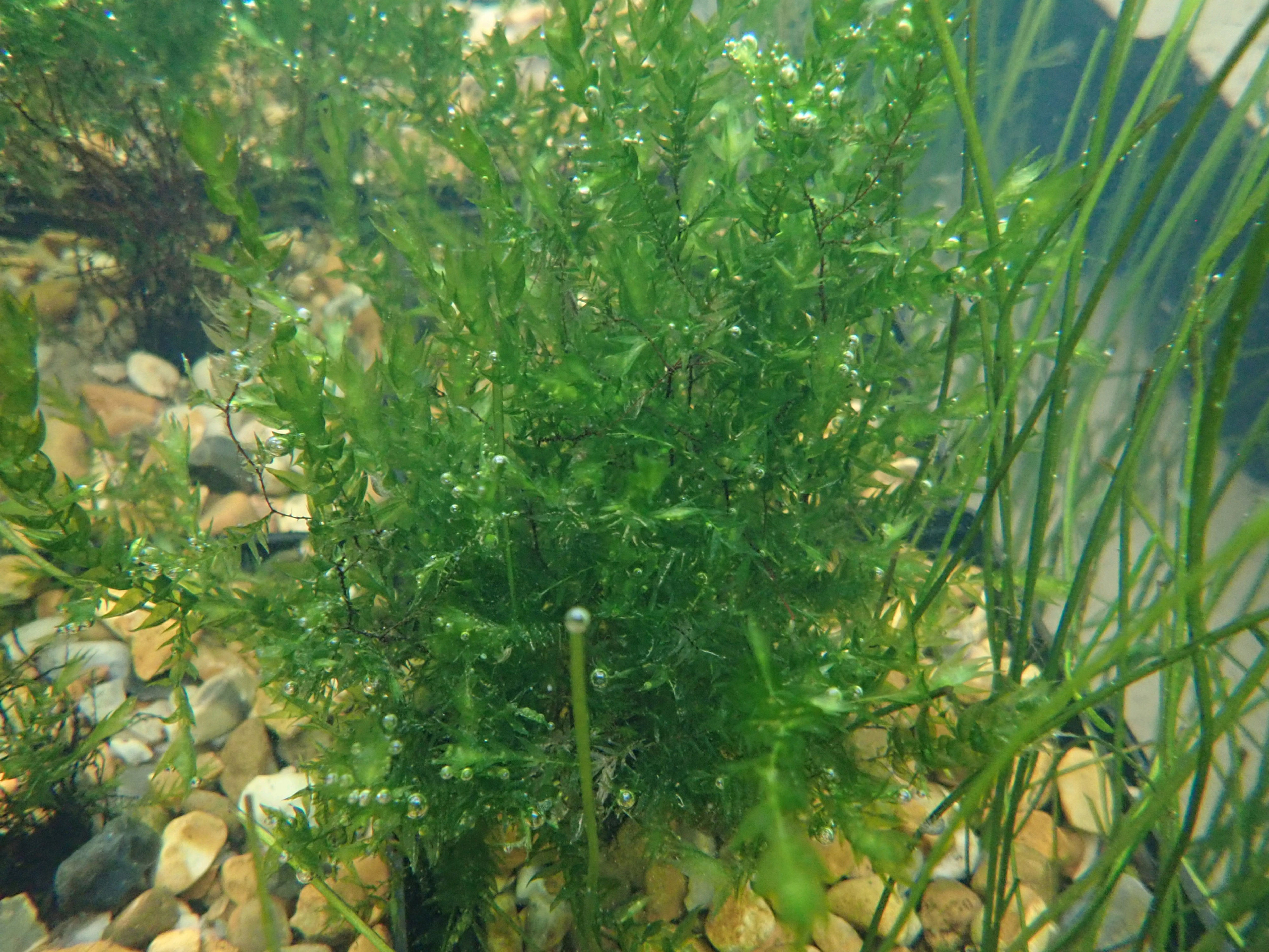 "Willow Moss" Fontinalis antipyretica bch OXY - Pack of 5