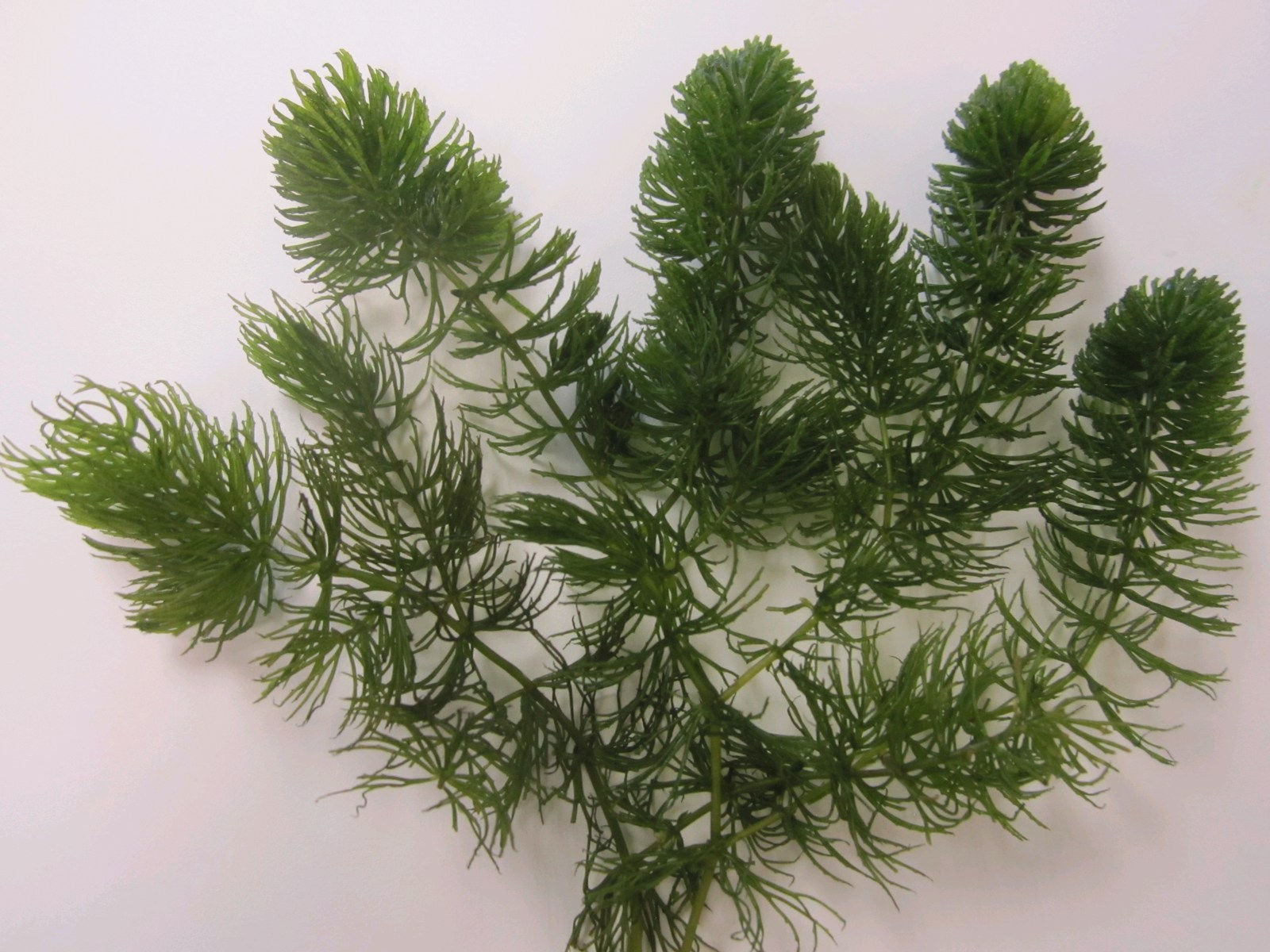 "Hornwort" Ceratophyllum demersum 