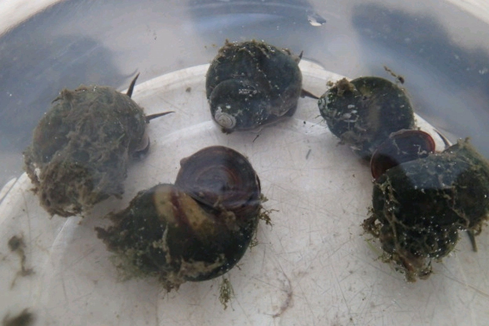 Trapdoor snails - Viviparus viv. - Pack of 5