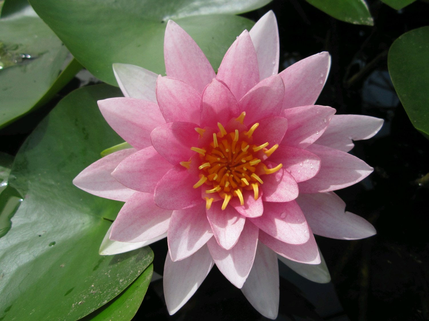 N. Darwin (Hollandia) 