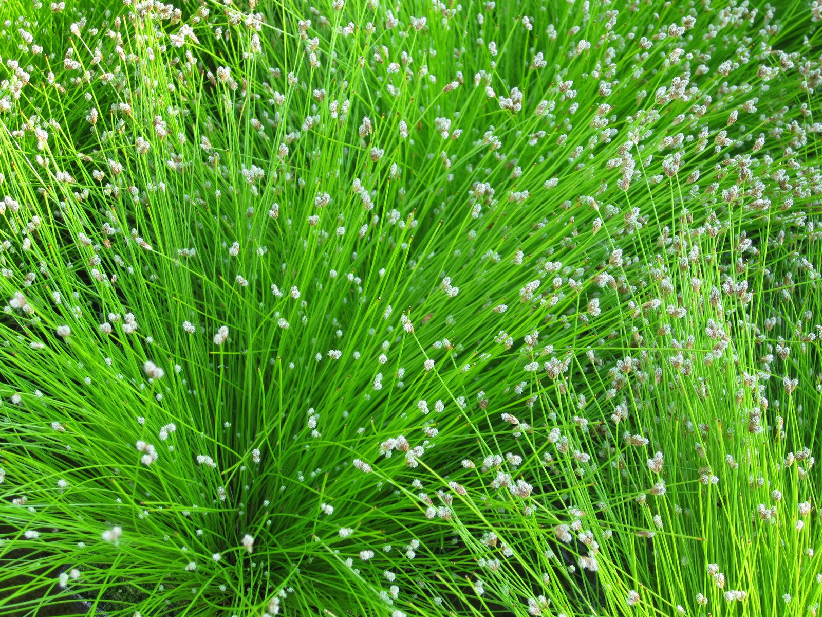 "Fibre-optic Plant" Scirpus cernuus OXY