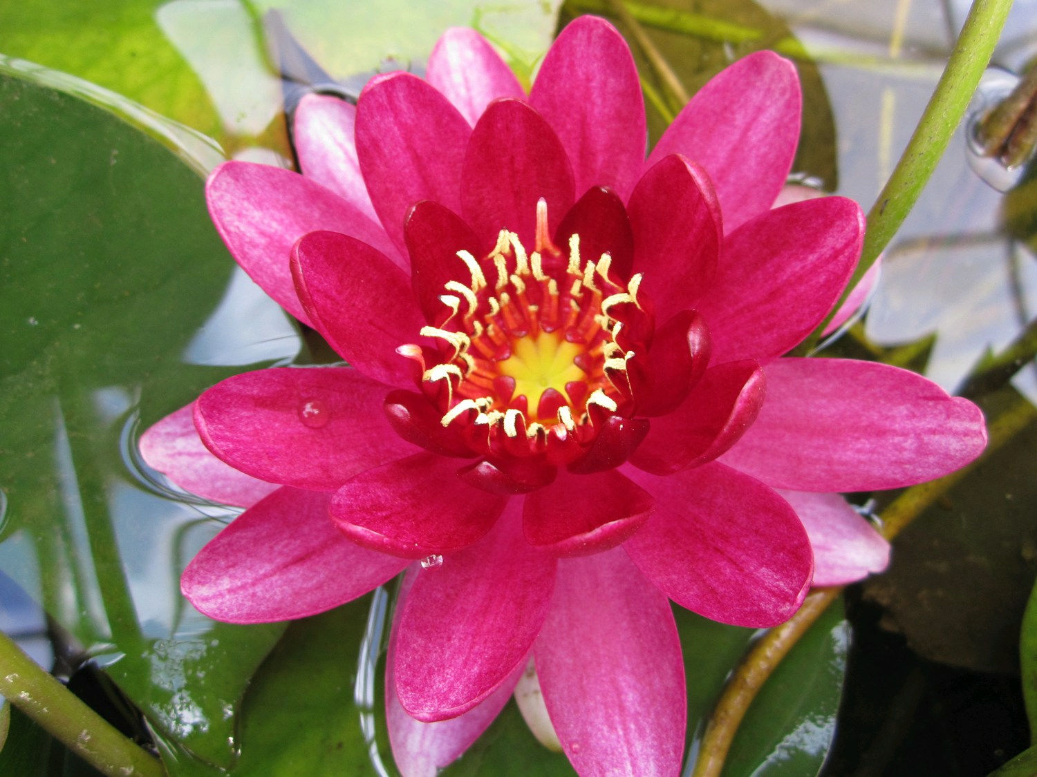 N. Perry's Baby Red