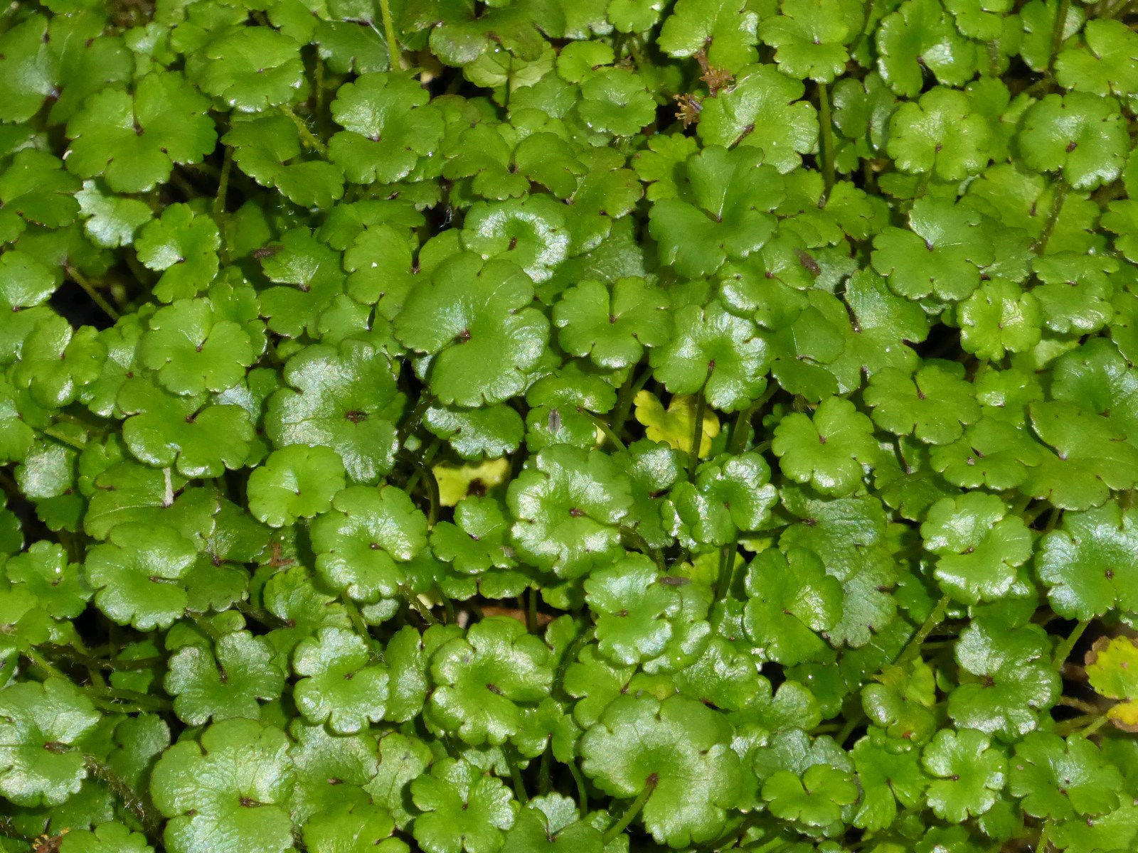 "Miniature Pennywort" Hydrocotyle nova zealand OXY
