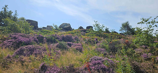The Heather