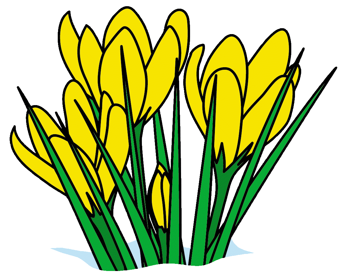 spring tulips.gif